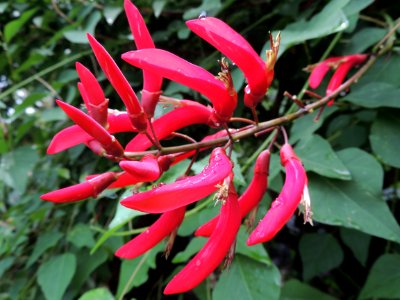 Erythrina x bidwillii Lindl. Fabaceae o Leguminosae.