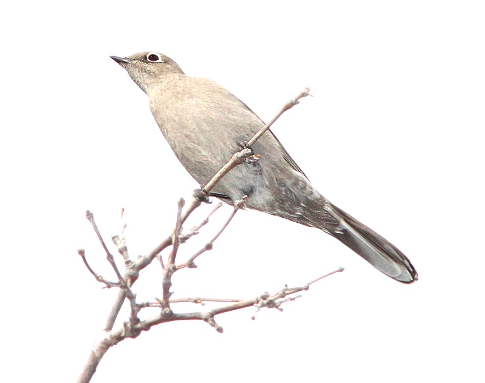 737 - TOWNSEND'S SOLITAIRE (2-8-13) huachuca cyn, cochise co, az