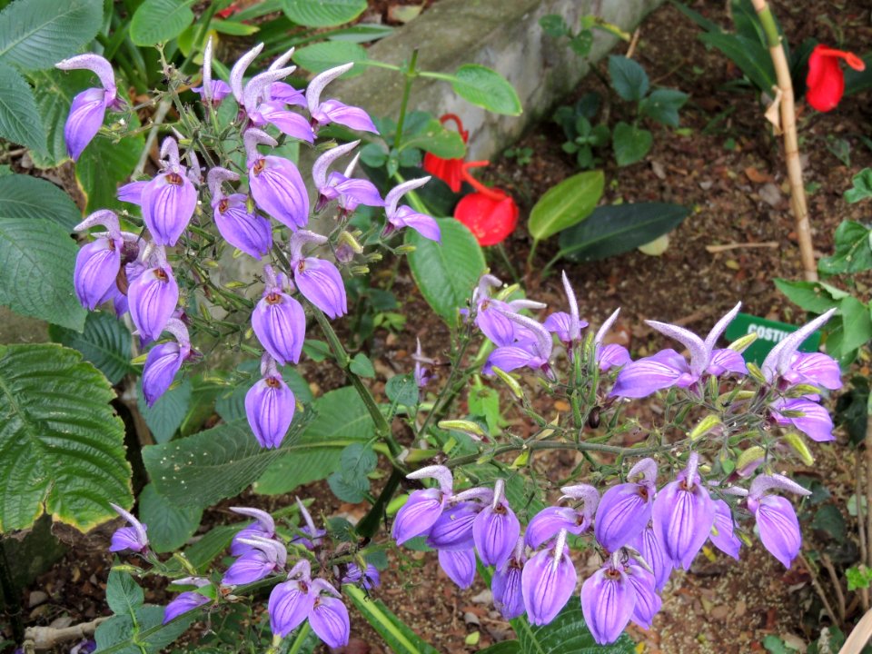 Brillantaisia owariensis P. Beauv. Acanthaceae.