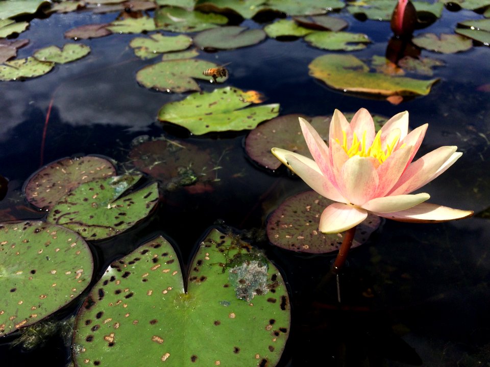 Water Lily (again!)