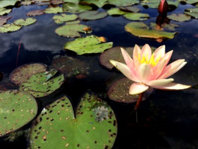Water Lily (again!)