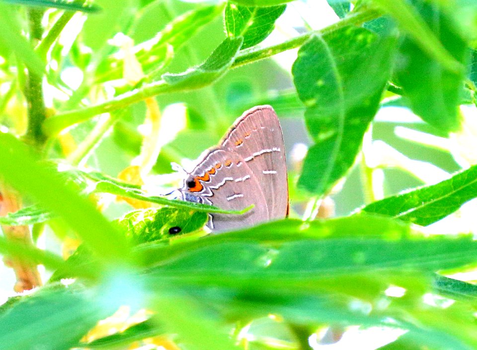 HAIRSTREAK, SOAPBERRY (Phaeostrymon alcestis) (5-11-2020) oracle, pinal co, az -03