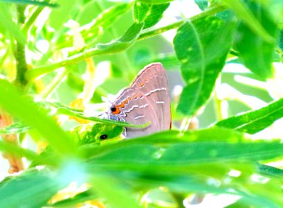 HAIRSTREAK, SOAPBERRY (Phaeostrymon alcestis) (5-11-2020) oracle, pinal co, az -03