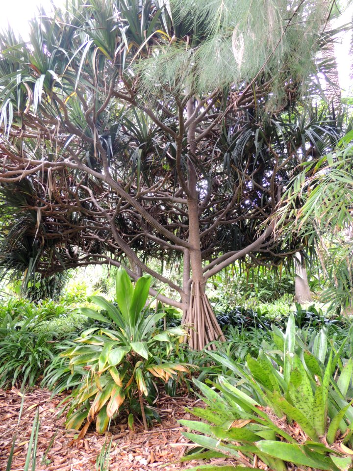 Pandanus utilis Bory. Pandanaceae.