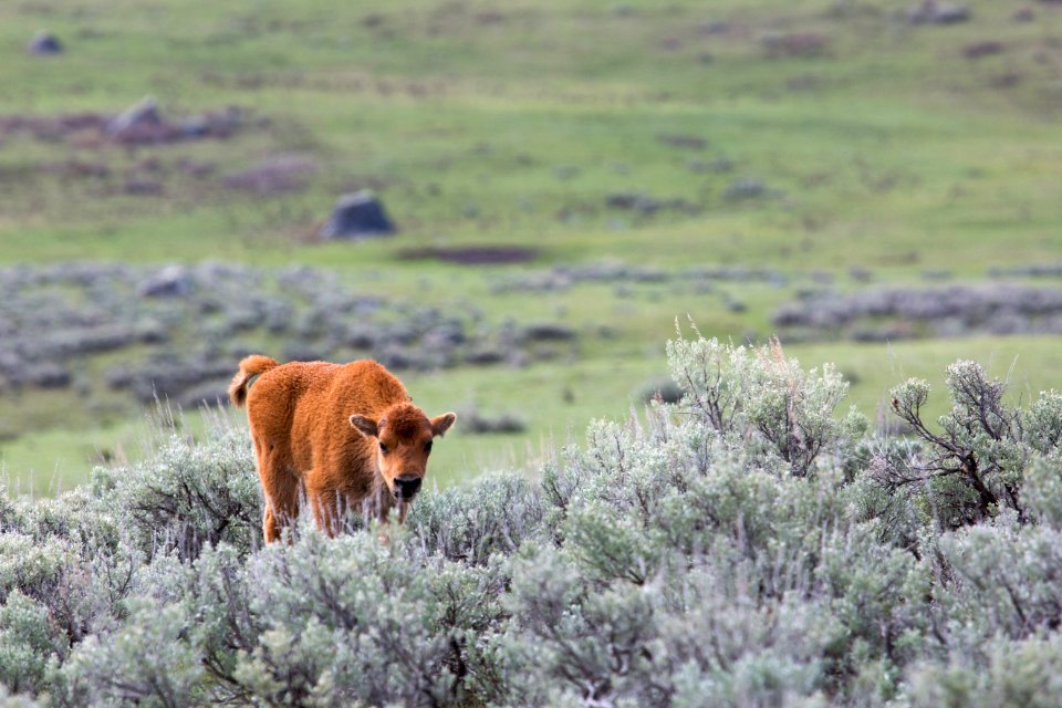 Bison calf