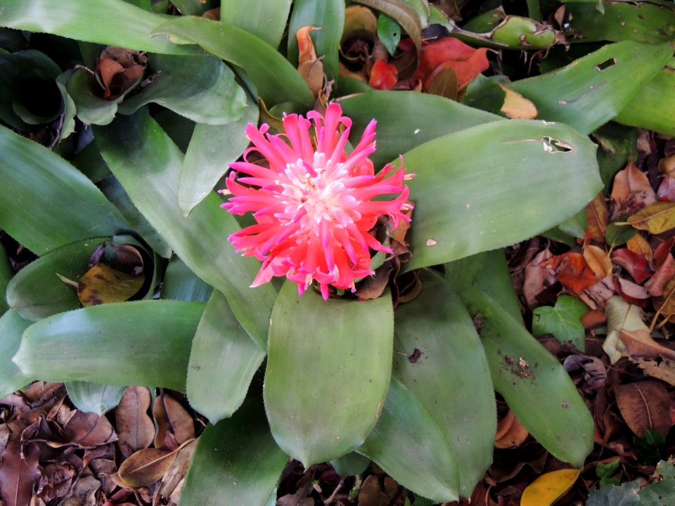 Billbergia pyramidalis (Sims) Lindl. Bromeliaceae.