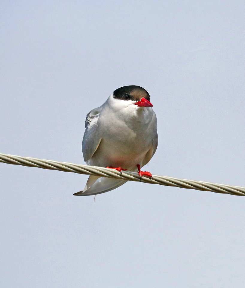 388 - ARCTIC TERN (6-9-2016) council road, nome, alaska -12