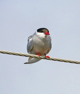 388 - ARCTIC TERN (6-9-2016) council road, nome, alaska -12