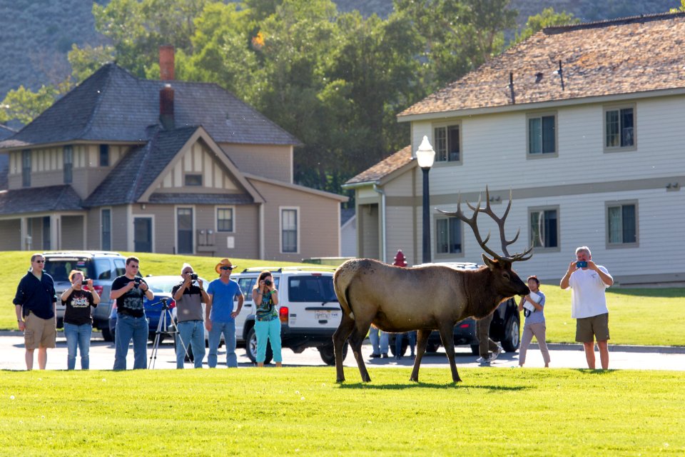 People too close to bull elk