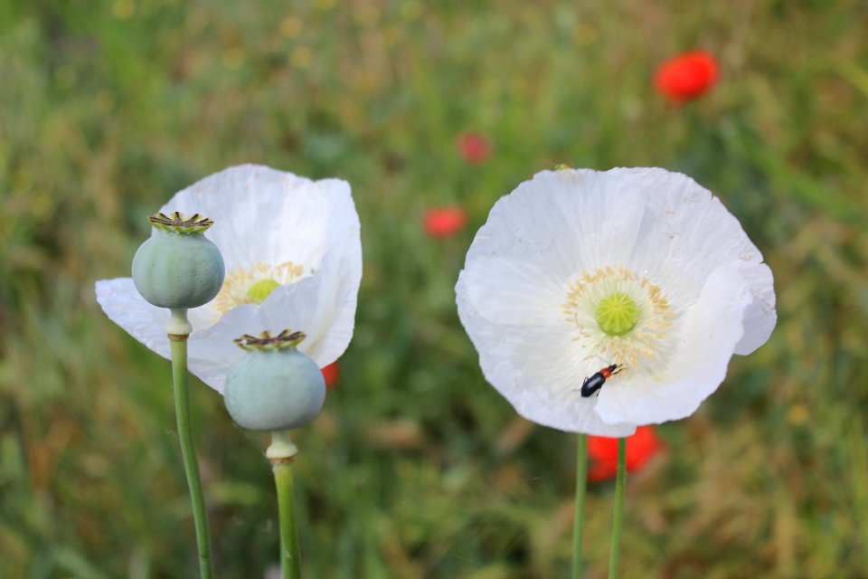 Papaver somniferum L. II. Papaveraceae. "Adormidera u opio".