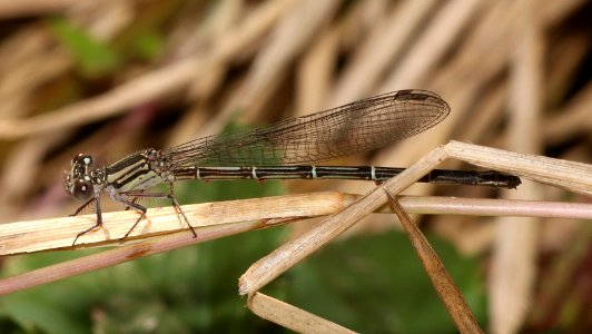 DANCER, DUSKY (Argia translata) (10-22-2020) san marcos river, caldwell co, tx-01 female