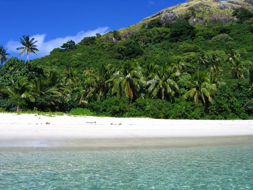 Sand water palm