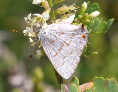 MINITREAK, CLYTIE (Ministrymon clytie) (11-2-2020) falcon lake, starr co, tx-01