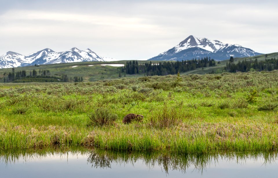 Beaver & the Gallatin Range