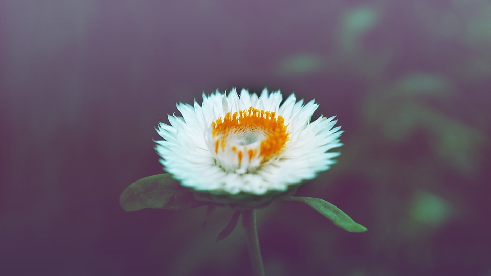 Blossom vintage nature