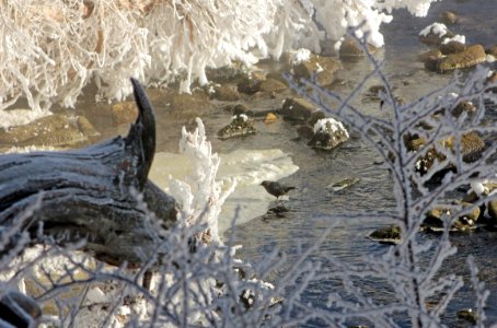 American Dipper