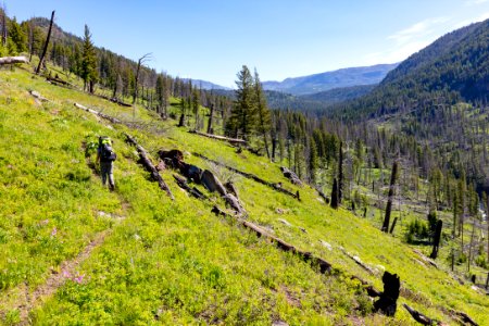 Backpacker hiking the Hellroaring Creek trail in the Absaroka Beartooth Wilderness (2) photo