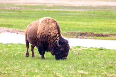 Bison grazing along the Gibbon River