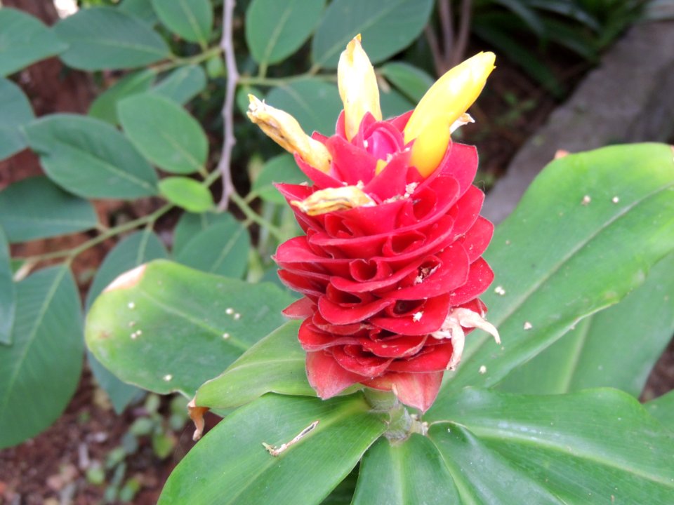 Costus spicatus (Jacq.) Sw. Costaceae.