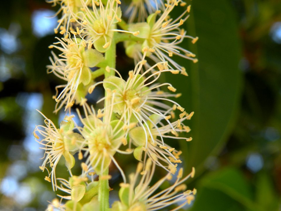 Phytolacca dioica L. Phytolaccaceae. "Ombú".
