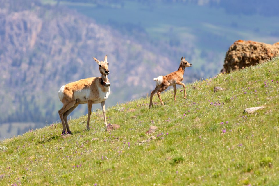 Collared pronghorn and fawn on Specimen Ridge (2)