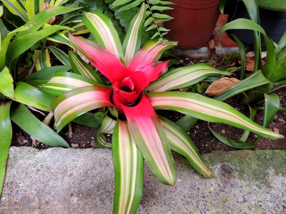Neoregelia carolinae (Beer) L. B. Sm. Bromeliaceae.