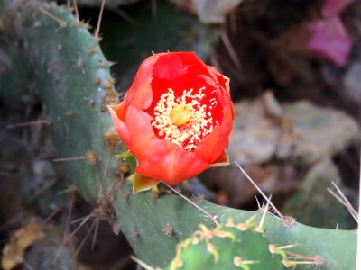 Opuntia sp. Cactaceae.