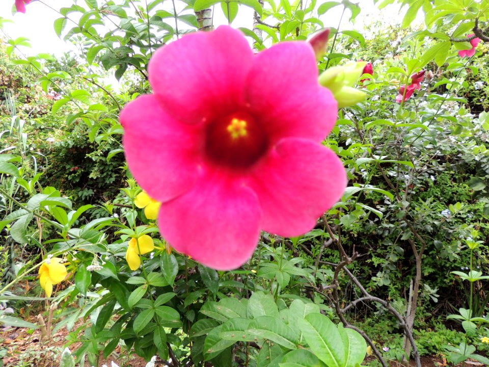 Mandevilla splendens (Hook.) Woodson. Apocynaceae.