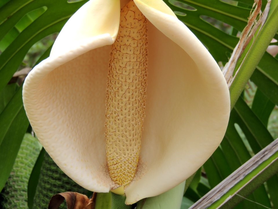 Monstera deliciosa Liebm. Araceae.