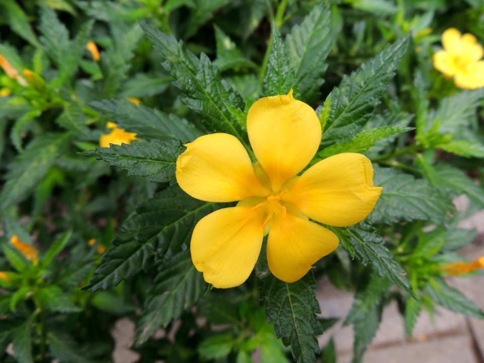 Turnera ulmifolia L. Passifloraceae.