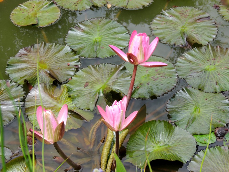 Nymphaea sp. Nymphaeaceae.