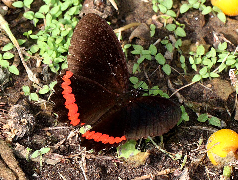 RED RIM (Biblis hyperia) (11-19-13) roma, starr co, tx-02