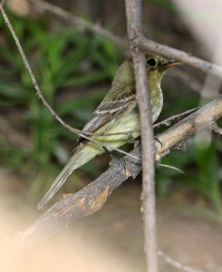 583 - 584 - WESTERN FLYCATCHER (5-25-2017) patagonia lake, santa cruz co, az -01