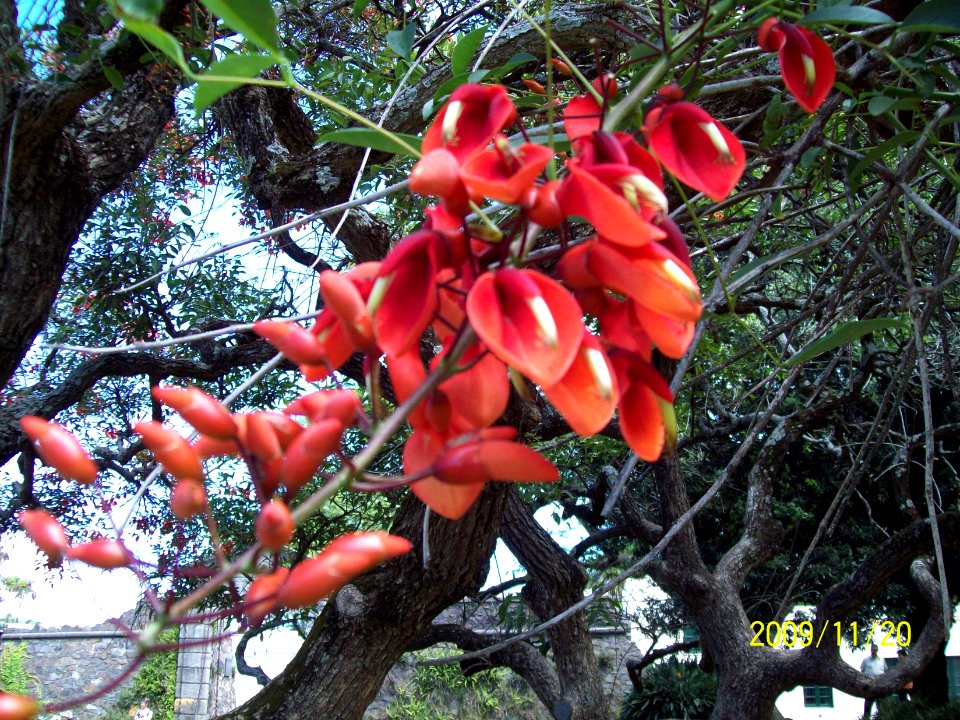 Erythrina crista-galli L. Fabaceae o Leguminosae. "Seibo".