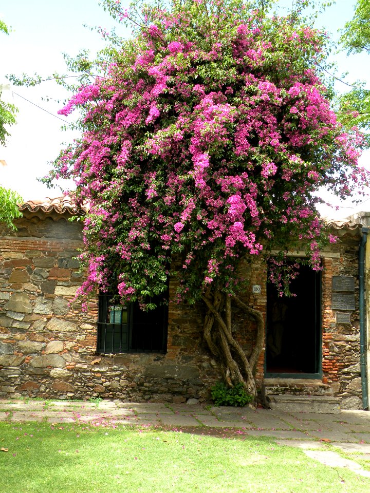Bougainvillea glabra Choisy. Nyctaginaceae. "Buganvilla".