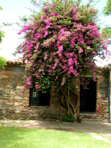 Bougainvillea glabra Choisy. Nyctaginaceae. "Buganvilla".