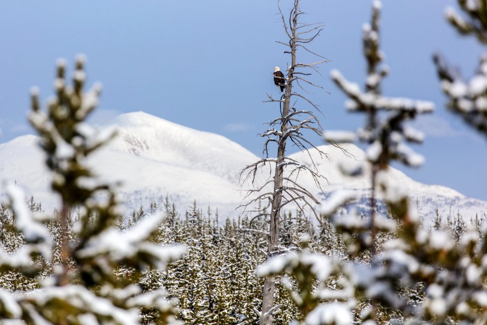 Bald eagle and Mount Holmes
