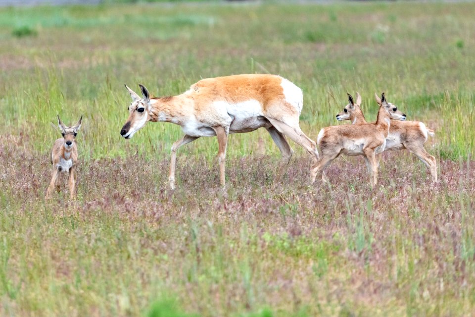 Pronghorn mother and three fawns