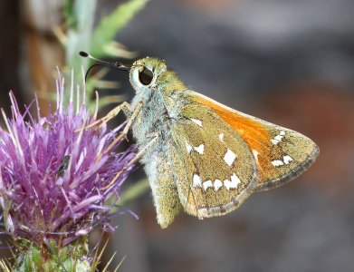SKIPPER, APACHE (Hesperia woodgatei) (9-16-2020) 7200 ft, along woodchutes trail, north of poweline tank, prescott nat forest, yavapai co, az -03