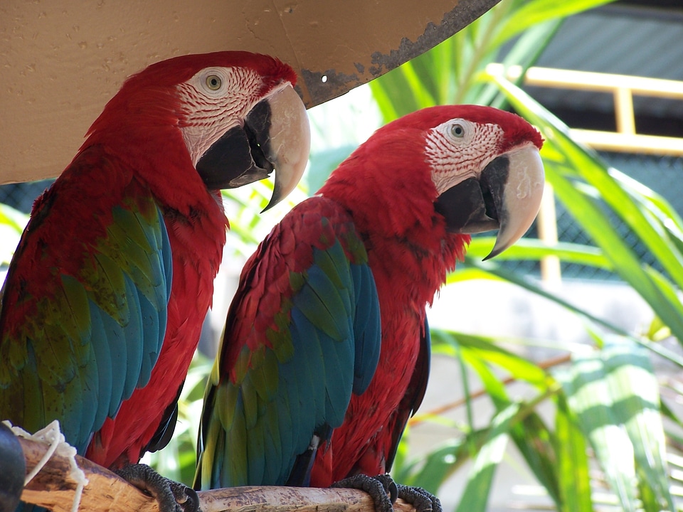 Animal bird exotic