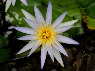 Nymphaeaceae