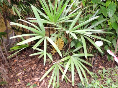 Rhapis excelsa (Thunb.) A. Henry. Arecaceae o Palmae. "Palmera bambú".