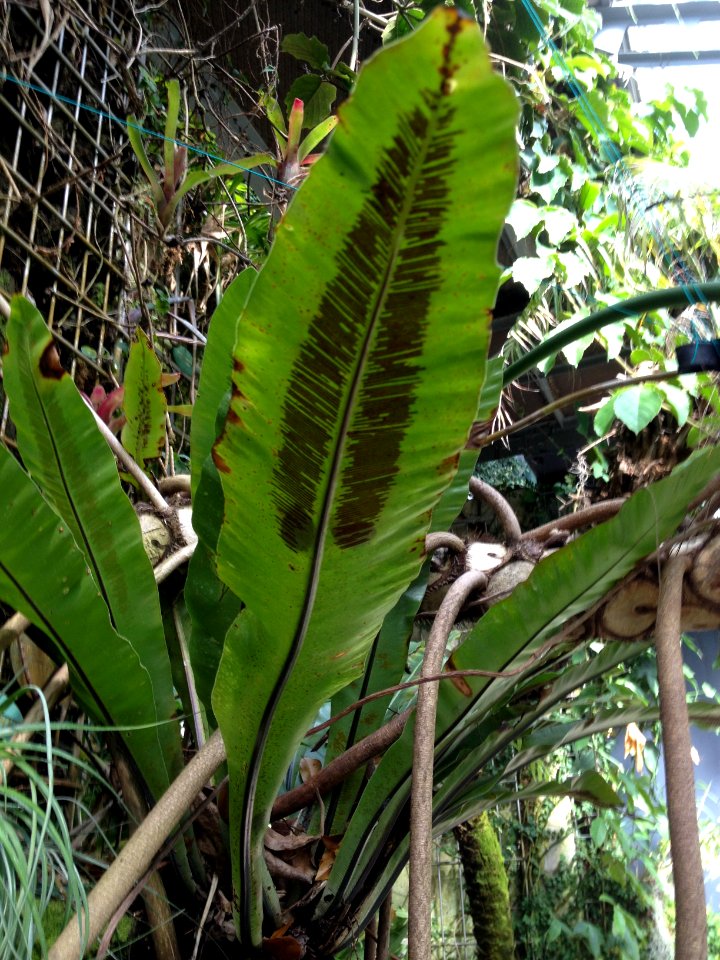 Asplenium nidus L. Aspleniaceae. "Nido de pájaro".