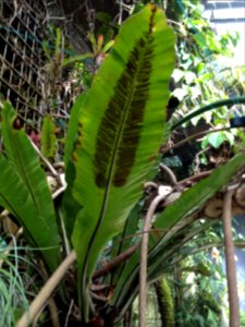 Asplenium nidus L. Aspleniaceae. "Nido de pájaro".