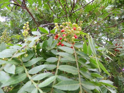 Zanthoxylum piperitum DC. Rutaceae.