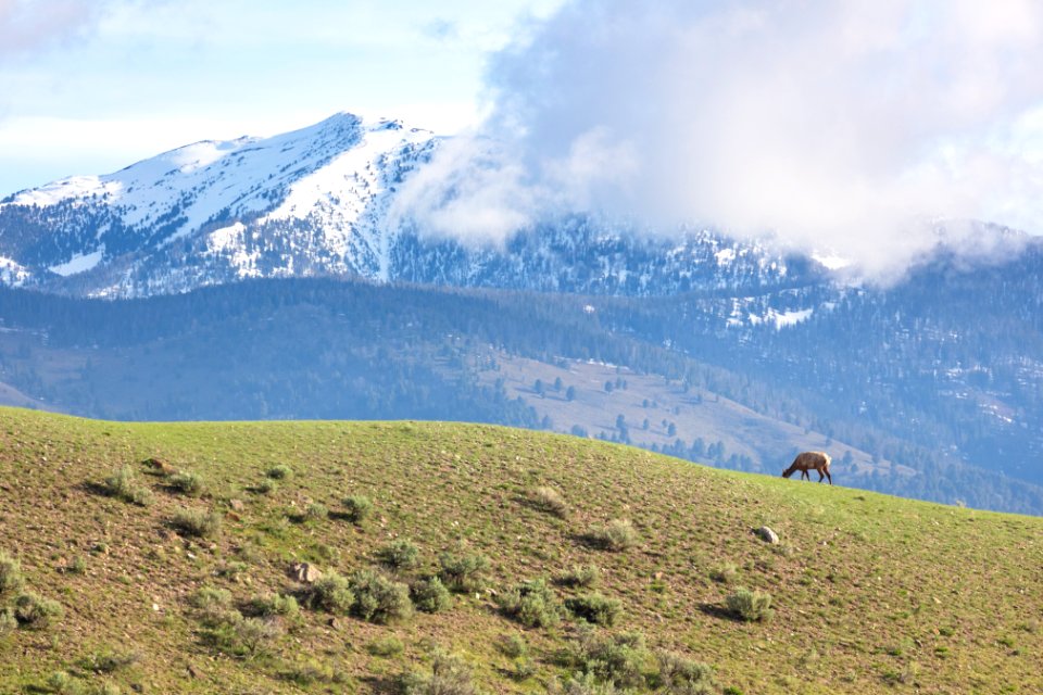 An elk grazes the ridge above the Mammoth Hot Springs Campground