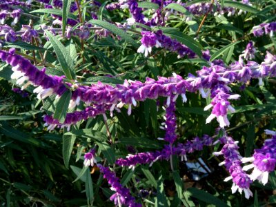 Salvia leucantha Cav. Labiatae o Lamiaceae.