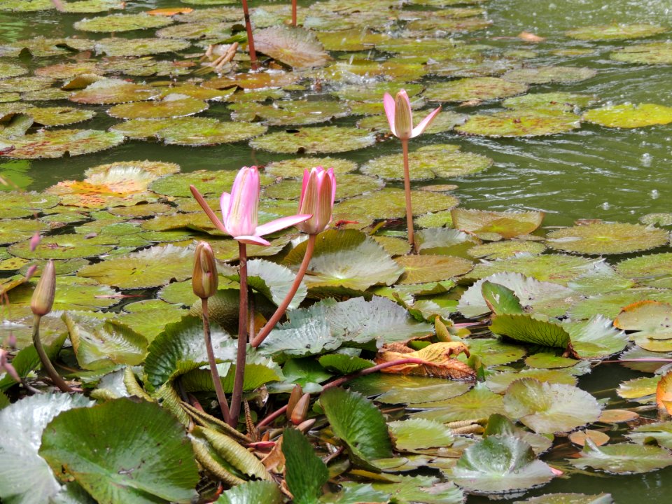 Nymphaea sp. Nymphaeaceae.
