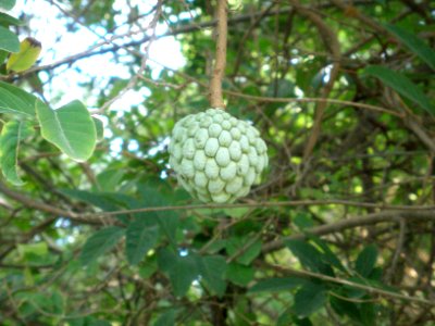 Annona squamosa L.