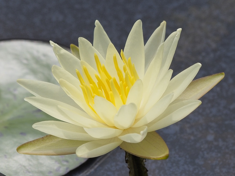 Small kind lotus crystal yellow